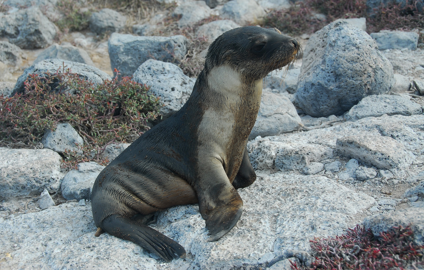 Zalophus wollebaeki [40 mm, 1/180 sec at f / 7.1, ISO 100]